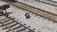 Red,Red/White,White shunt signal